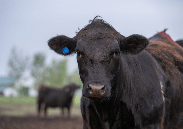 Eine schwarze Kuh mit blauer Ohrmarke