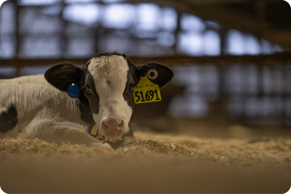 Kalb mit Markierungen an den Ohren